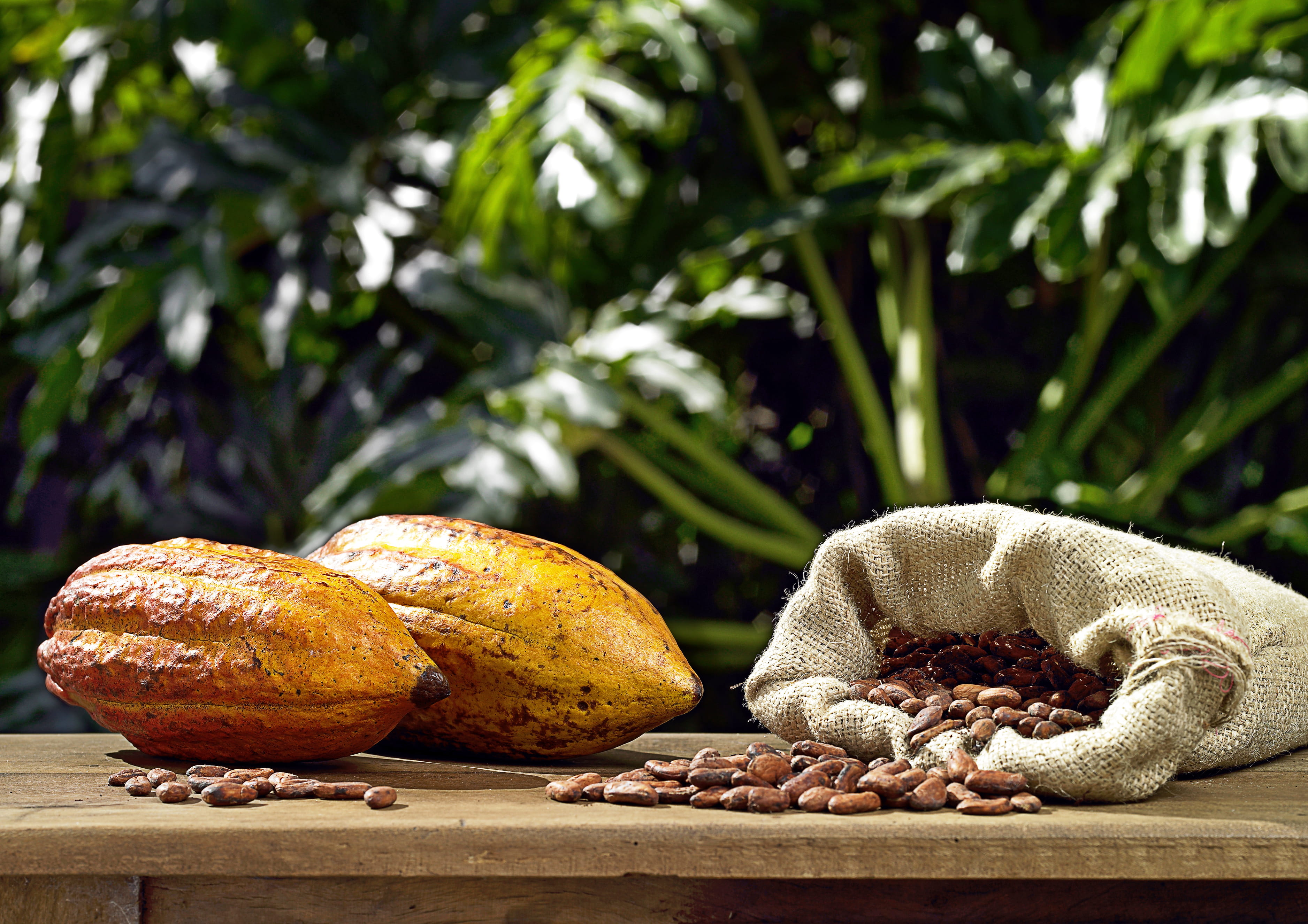 Two cocoa pods next to a bag of cocoa beans on a wooden tabletop.