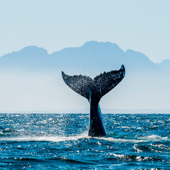 Whale tale