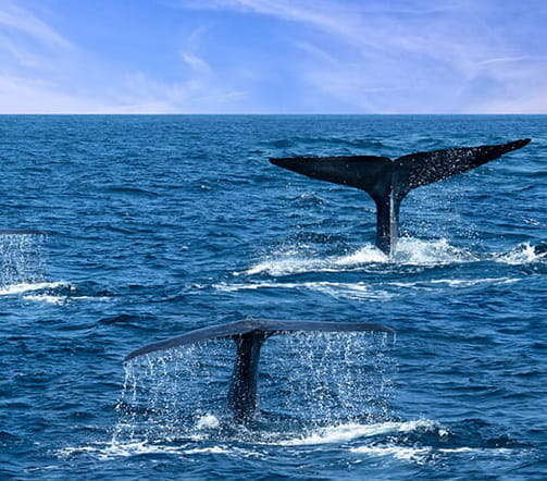 Whale tales