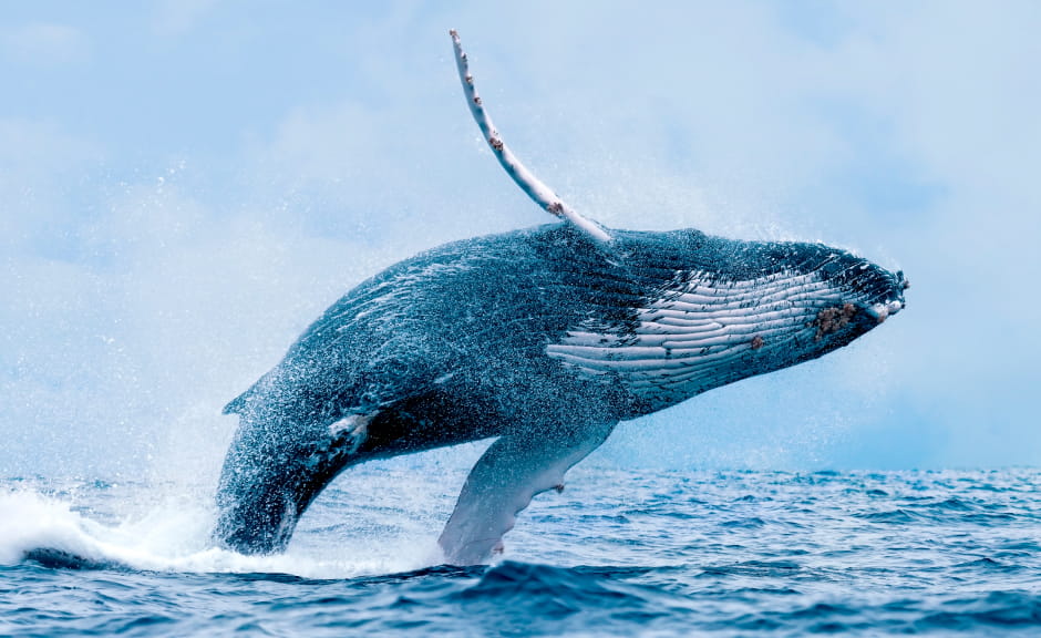 Whale
