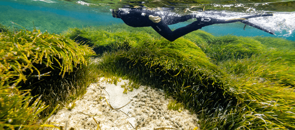 Posidonia fragments collected by a diver for replanting in the plantation area of Mediterranean seagrass meadows.